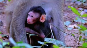 🥰Mom Clorita.Her first baby name is Celly second baby not sure yet because no know gender🥰. If you want to help feed hungry monkeys, start watching good channels on YouTube🤗. LaBuBu Monkeys https://youtube.com/@labubumonkeystv855?si=4chPuzgIiADxQcM6 Sharing Love Monkeys: youtube.com/channel/UCXWyMN_IqQQ0kVSIZ3DF6Uw?sub_confirmation=1 Makeup Dream: https://youtube.com/@makeupdream855?si=gwqVDr88hKEYkF5n Monkeys' Daily Life: youtube.com/channel/UCZ5-3G5zkKD6Rc1if6MVOvw?sub_confirmation=1 Walkie
