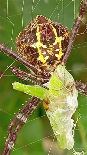 tree spiders are enjoying their catch