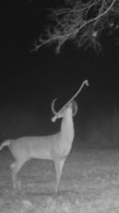 220K views · 541 reactions | Mock Scrape Rope at work! | KOAM Outdoors LLC | Facebook