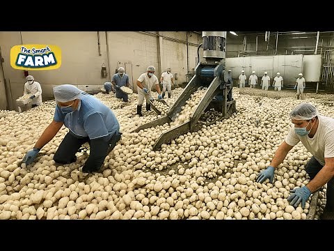 Inside The Most Advanced Mushroom Factory In The World!