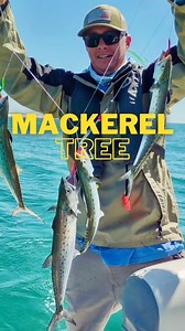 Two at a time on the Clarkspoon Mackerel Tree! Have you ever used a Clarkspoon Mackerel Tree? Let’s us know in the comments! This Gulf Coast and Florida favorite is deadly on Spanish Mackerel, Bluefish, Atlantic Bonito and other game fish. The four hook rig has 3/0 gold Mustad forged hooks dressed with colorful surgical tubing. Tube colors are fluorescent green, fluorescent red, bright yellow, and dark red. Mackerel tree rigs come pre rigged with our most popular size Clarkspoons. This rig allow