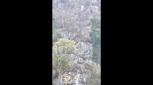 Monkey's incredible descent down steep mountain caught by local