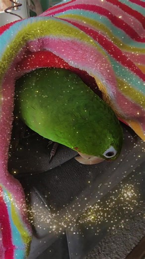 Boom Boom 💥 The Mitred Conure #funnyparrot #funnybirds #birdsoftiktok #petsoftiktok #conure #fyp #conuresoftiktok #parrotstiktok #mitredconure #rareconure