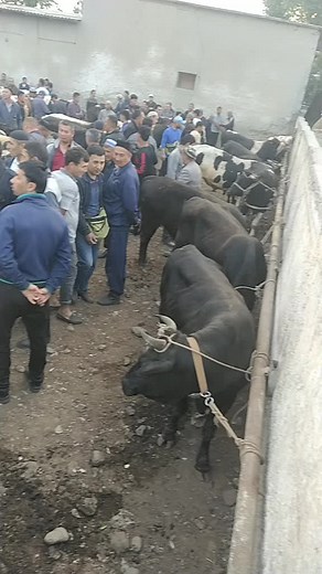 Livestock Management: A Day with Cattle Herding