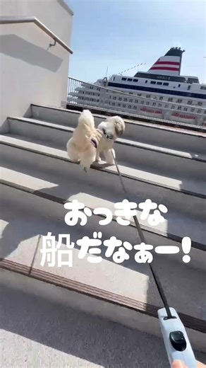 #港 #船 #ラテ #大好きなお姉ちゃん#散歩
