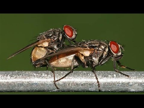 House fly Mating