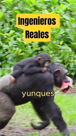 🧠 ¡GENIOS REALES! 5 animales que usan herramientas como humanos #animales