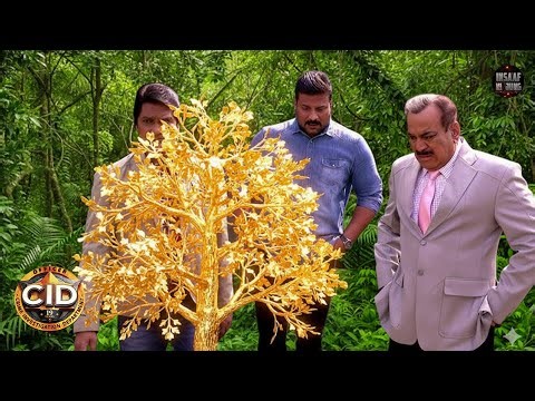CID को जंगल में मिला रहस्यमयी सोने का पेड़ जो बना चौंकाने वाली पहेली! | CID Latest Episode