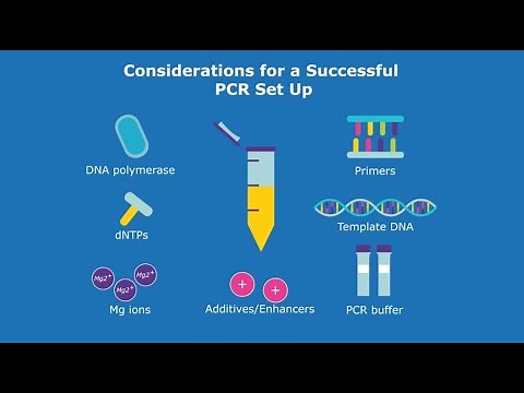 Considerations for a Successful PCR Set Up