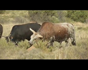 The Nguni bulls from Du Plessis Nguni Stud are a true reflection of excellence — a standout example of what every breeder aspires to have in their herd. Every year, Du Plessis Nguni Stud with owner Archie du Plessis, and Arno du Plessis from the farm, Langberg in Jagersfontein,, bring "Geharde, vrugbare veld, vleis beeste" to the Sentrale Nguniklub Auction - this year the is on 15 October 2025 in Bloemfontein. Several studies have pointed out that Nguni cattle can survive and reproduce competent
