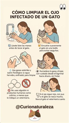 ¿Cómo limpiar un ojo infectado de un gato? #curiosidades #gatos #shorts