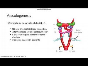 Vascular embryology