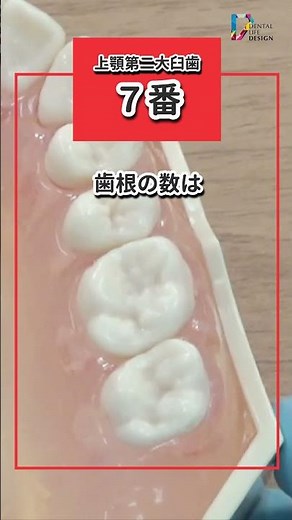 【SRPを行うための歯牙解剖 上顎大臼歯編 VOL１】今更聞けない歯科知識 新人歯科衛生士さんのためのお悩み相談室/萬田久美子先生 #shorts