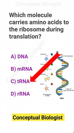 7K views · 145 reactions | Biology Quiz Challenge | Easy to Expert . . . . . . . . . . . . #biologyfacts #BiologyReels #biology #fblifestyle #science #sciencefacts Follow Conceptual Biologist for More | Conceptual Biologist | Facebook