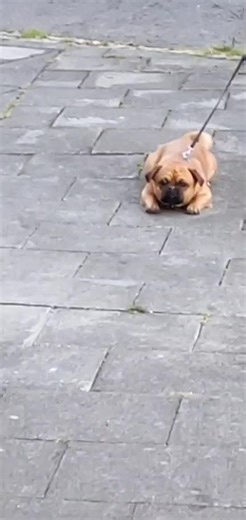 Crimmins (@crimmins12)’s videos with original sound - Tarndeep🌟