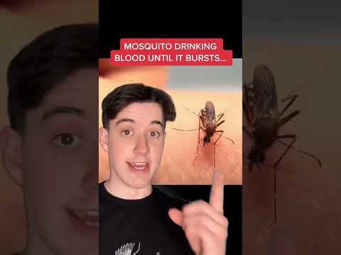 How mosquitoes consume blood until reaching capacity