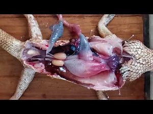 Garden lizard dissection