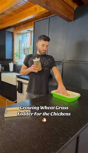Growing wheat grass fodder for the chickens 🌾🐔 A nutritious, enriching treat—especially in winter when fresh greens are hard to come by! How to grow (quick & easy): 1️⃣ Soak wheat berries 8–12 hours 2️⃣ Rinse & drain 2x daily until they sprout 3️⃣ Transfer to a grow tray 4️⃣ Water 2–3x a day (lightly!) Don’t let water pool—standing water can cause mold or yucky roots! #wheatgrass #chickenfodder #fodderfortheflock #winterchickens #backyardchickens