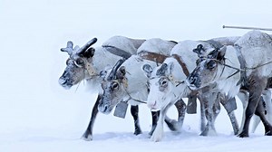 Siberian Reindeer