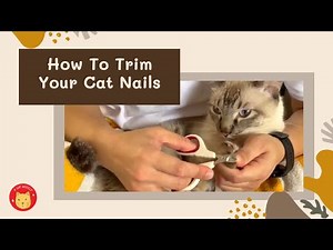 Cat Grooming: How To Trim Your Cat Nails