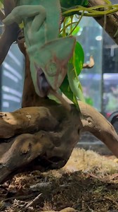 558K views · 616 reactions | 年Vino să vezi de aproape iguane, șerpi, cameleoni și multe alte vietăți spectaculoase!  Ne găsești în centrul Bucureștiului, într-un spațiu sigur și educativ, perfect pentru copii și întreaga familie. ️ Bilete disponibile online: reptiland.ro  Expoziție interactivă și fotografii memorabile! | Reptiland Bucuresti | Facebook