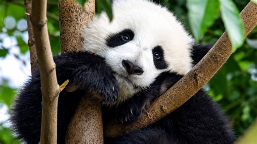 How do pandas survive in the wild?