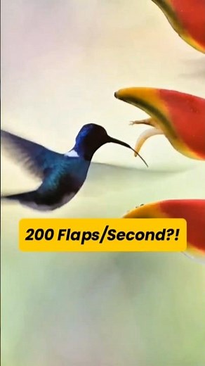 Hummingbirds Flap 200 Times per Second?! | Amazing Flight Facts #HummingbirdFacts #WeirdNature