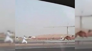 Vidéo : il court après son dromadaire sur l'autoroute