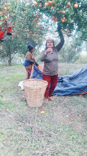 Orange Harvesting in Rural Setting: A Video Guide