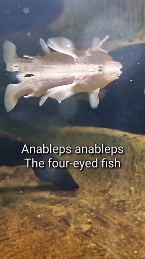 94K views · 1.1K reactions |  The four-eyed fish  #anableps #foureyedfish #brakish #natureaquariums #oliverknott #okaqua #okisback #aquascape #aquarium #aquascaping #aquariumhobby #aquariumtank #aquariums #akvaryum #aquariumfish #instafish #tropicalfish #aquatic #aquaticlife #fishtank #fishkeeping #freshwaterfish #freshwater #aquaticplants #natureaquarium | Oliver Knott | Facebook