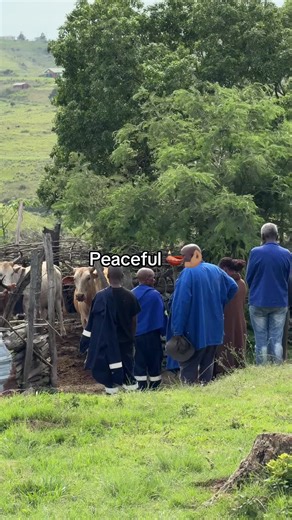 Understanding Creator Search Insights for Influencers