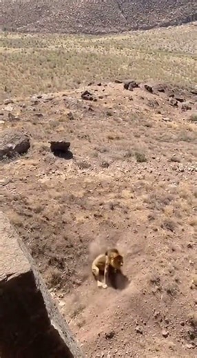 Lion's Unexpected Fall: A Close Encounter with Wildlife #Lion #Wildlife #CloseEncounter