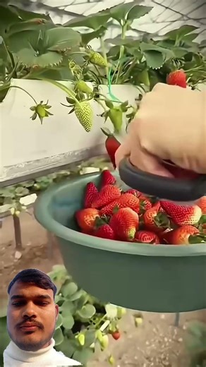 #strawberry smart alt sharp scissors that are right for harvesting strawberries in a green#shorts
