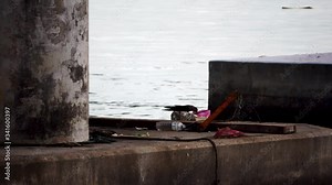Crow search food from plastic waste left by human below Penang Bridge, Malaysia.
