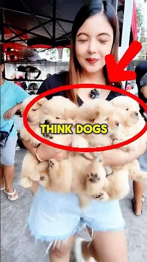 Dog Vision Explained in Seconds
