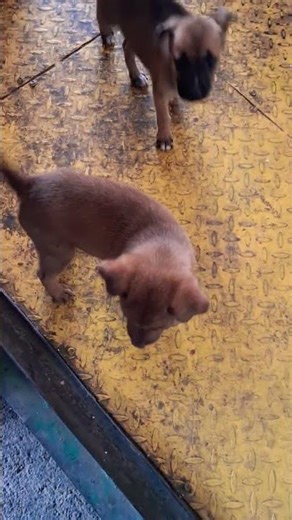 rust dog