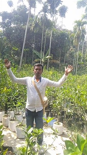 This is a lemon tree paradise nursery. You will get ready lemon trees for every one. #shortsvideo...
