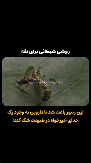 ‎پیج کیهان‌شناسی کانگورو‎ on Instagram‎: "چطور خالقی خیرخواه می‌تواند چنین شری بیافریند؟ . . . در زمان داروین (و حتی تا به امروز) مذهب و الهی‌دانان معتقد به طراحی یا خلق جهان توسط یک خدای خیرخواه (خیر مطلق) بودند. خدایی که در کارش هیچ شری راه ندارد و جهان بازتابی از صفت خیر مطلق اوست. تا سرانجام داروین پدیده‌ای را مشاهده کرد که باروهای رایج مذهبی و حتی باورهای خودش را به چالش کشید و نقش به سزایی در شکل‌گیری پایه‌های فلسفه تکاملی طبیعی داروین داشت: روش بقای زنبورهای انگلی. زنبورهای Ichneumonidae 