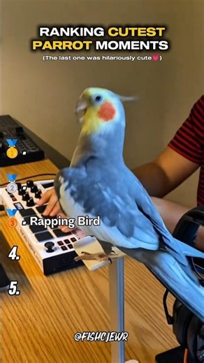 Ranking cutest Parrot moments part #2💗 | #cute #parrot #cute #pets