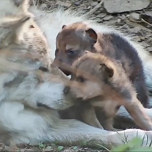 88K views · 21K reactions | When it comes to wolves, it's all about family 殺 | Wolf Conservation Center | Facebook