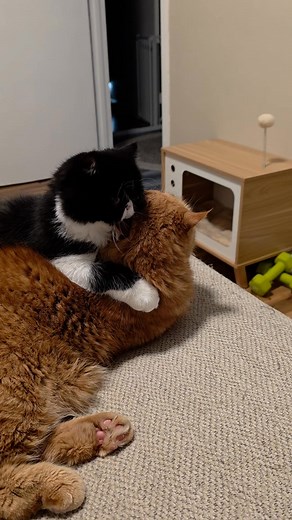 1.7K views · 114 reactions | Clyde and Howard watching their animal documentaries This one is on bobcats. And Clyde is spell bound Then Howard decides Clyde needs a hug and it's ridiculously cute They truly love each other #exoticshorthair #cat #catmom #crazycatlady #PersianKittenLove #persiancats #catreels | Clyde and company Persian cats | Facebook