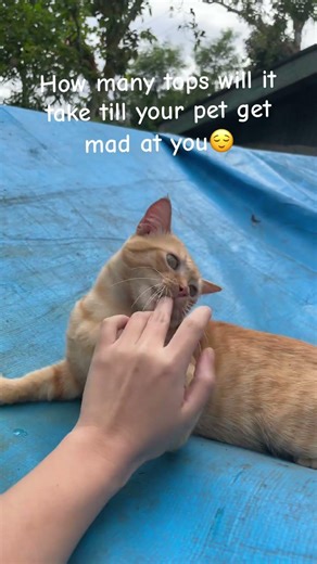 How many tops will it take till your cat get mad at you😀