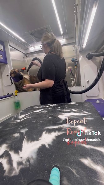 @Groomingwithmaddie_ on TikTok