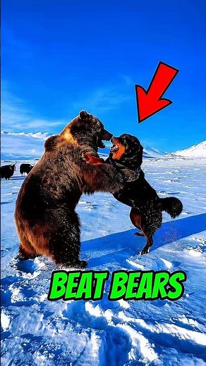 “Top 5 Dogs That could Beat a Bears”😇🤯😱 #dog #animals #shorts