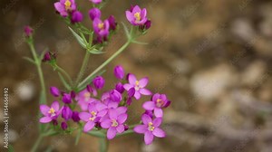 Centaurium spicatum (Schenkia spicata) pink wild flowers in nature