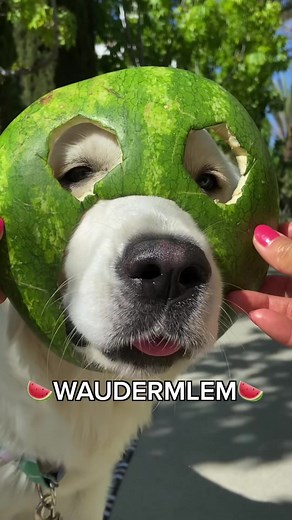 Melon pupper Lady🐶🍉 IB @Zaura #watermelon #fyp #dogsoftiktok