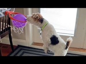 Wire fox terrier Skipper clever moments Part 1