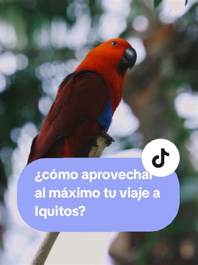 Saca al máximo tu viaje a Iquitos #iquitos_peru🌴🌴♥️♥️♥️♥️ #turismoperu #peruturismo #selvaperuana #iquitos