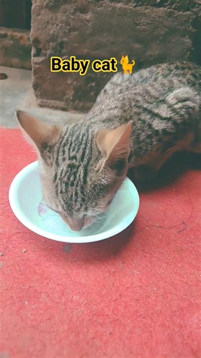 #baby cat 🐈 boli bili ankha me teri 🥰🤭🐈