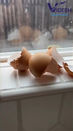 🥚Eggshell Powder Export – Waste Se Global Profit! 🌍🔥🚀